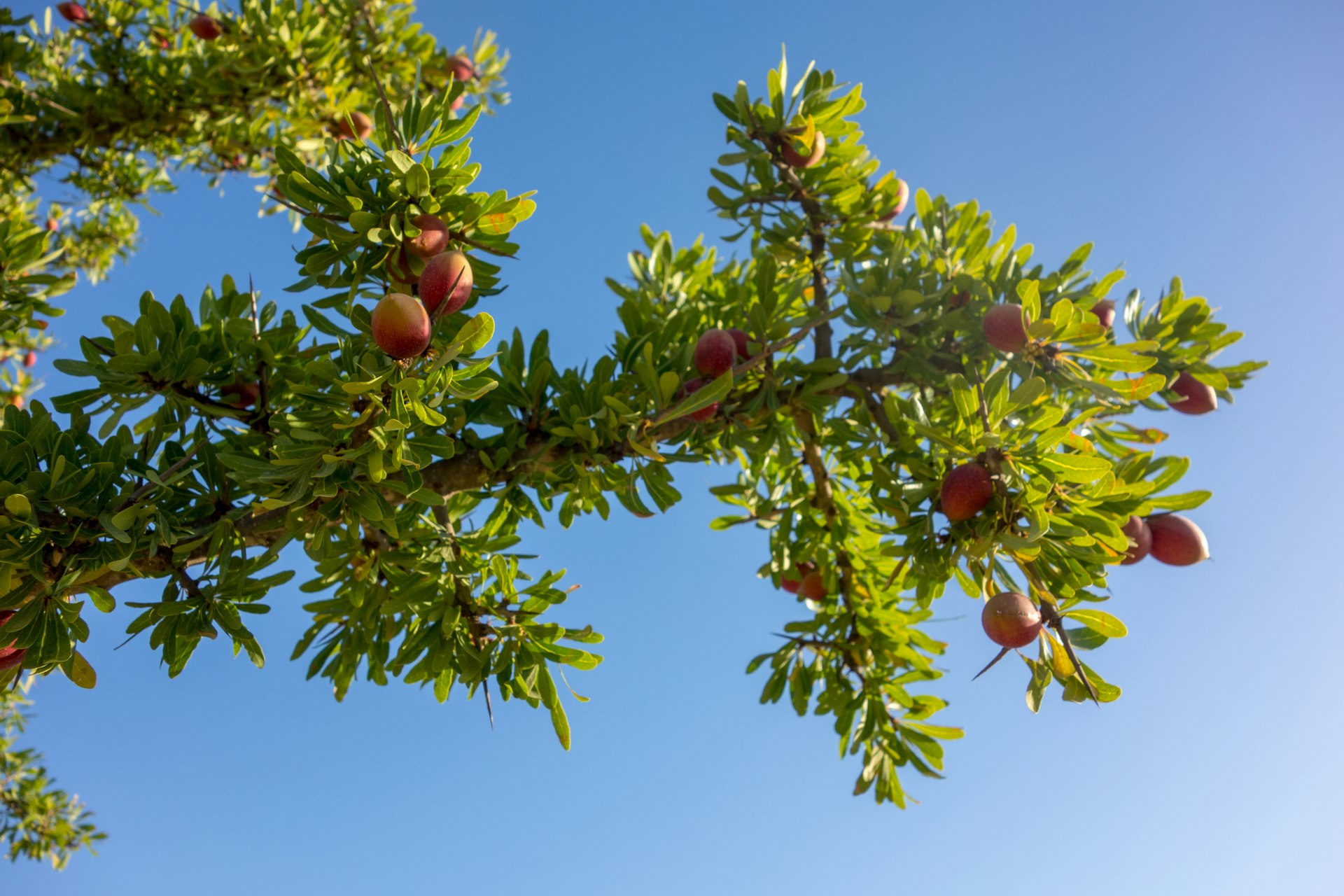 aceite del arbol de argan