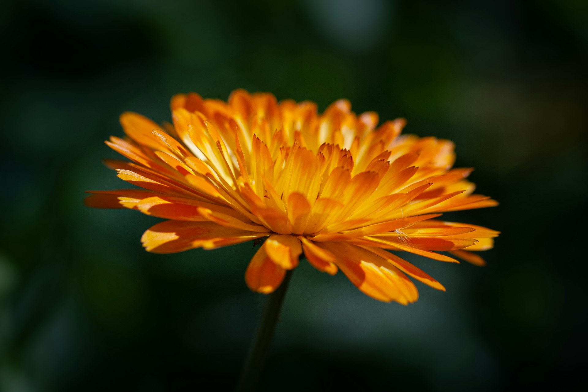 calendula para el alivio de picaduras