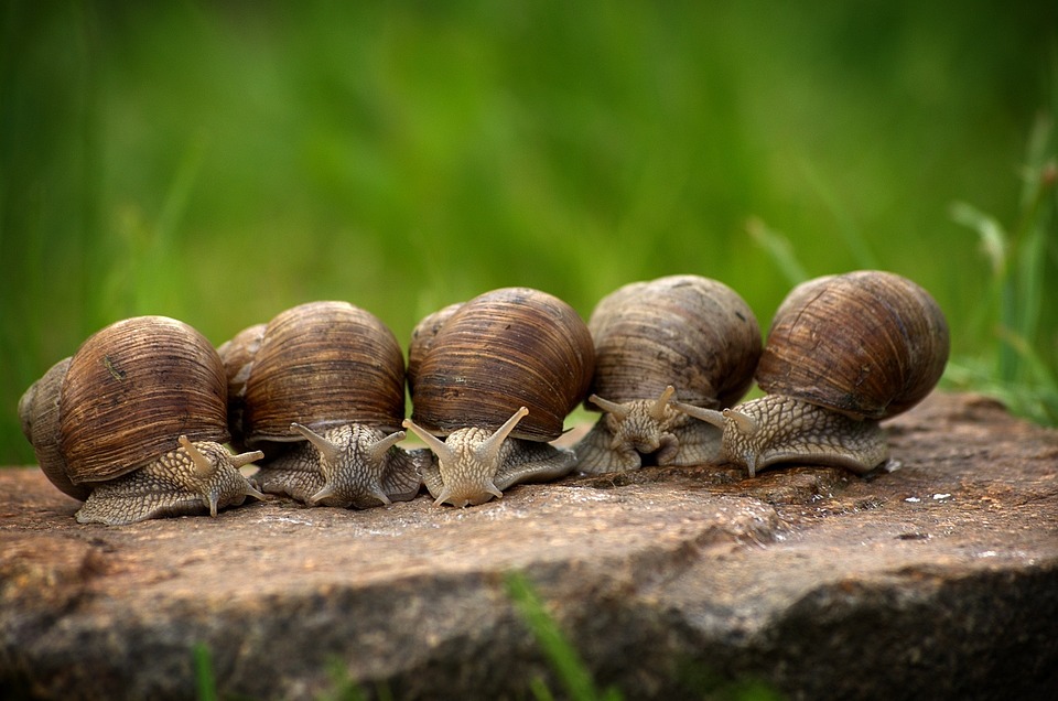 Caracol, Caracoles, Cáscara, Poco A Poco, Molusco